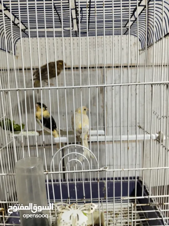 متاح بعد الصلاه على النبي كنار ذكور و اناثي المعني اقرا الوصف