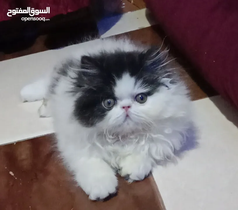 بنوته هارليكان بلاك + وايت بنوته ڤان بلو  بنوته كاليكو ڤان  بنوته كاليكو دايلوت  ولد كريم وايت