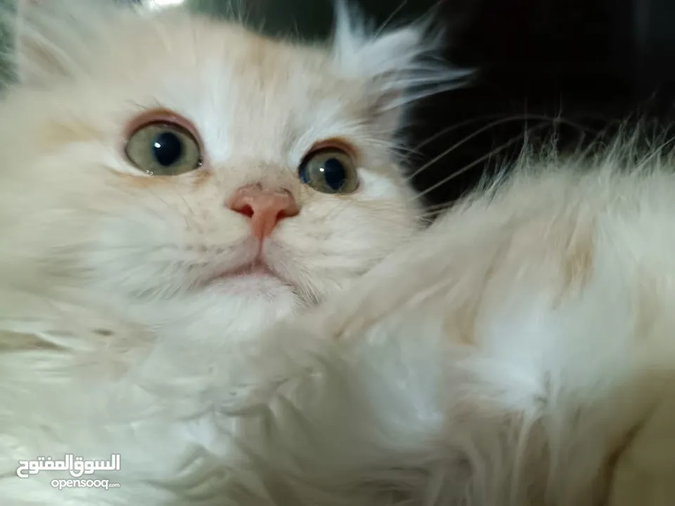 قطط ذكور عمر 3 اشهر واحد همالايا شوكليت بلو بوينت وواحد بريتش ريد عيون خضراء والاتنين شعر طويل ناعم