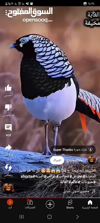 مطلوب ممول