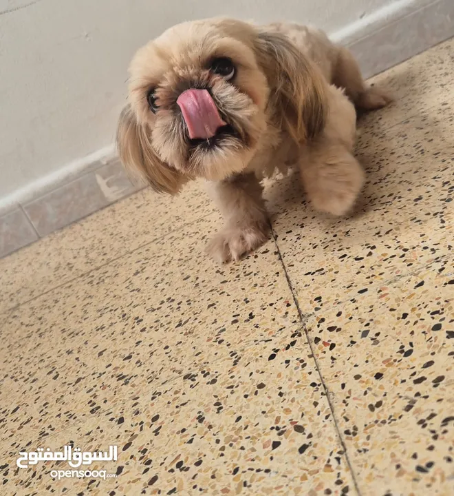 shih tzu female with heta