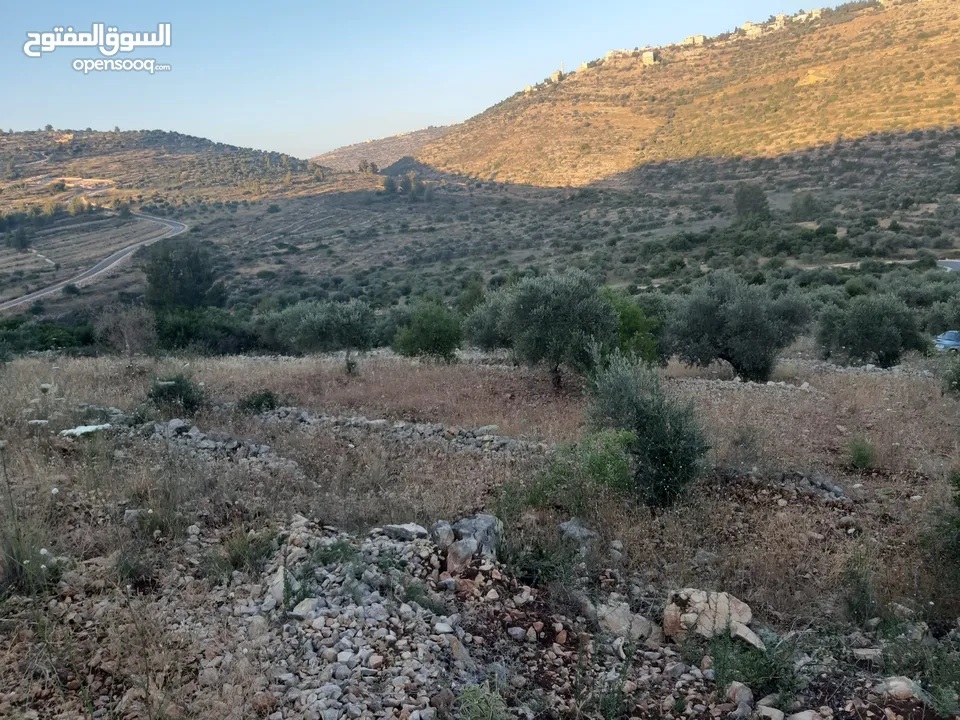 شغفنا متواصل.. قطعة 3605 m كوشان طابو في مزارع النوباني