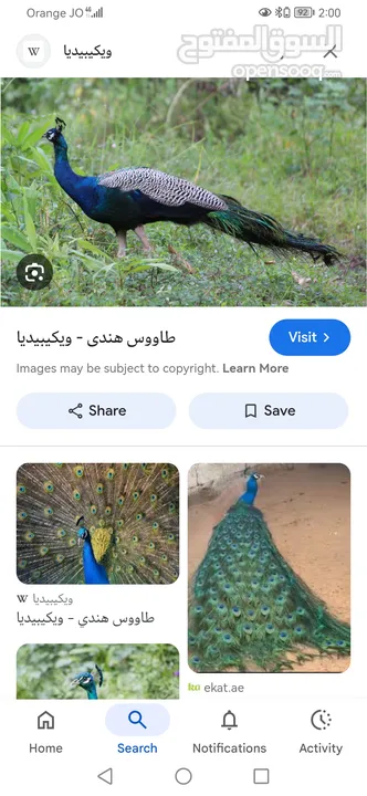 مطلوب طاووس او فراخ طاووس للبدل على عصافير كوكتيل