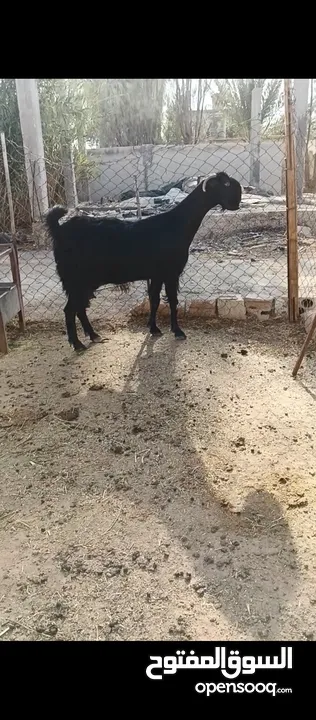 جدي شامي ابيض ابرص توب ثني حبتين على كل جال وثلث معزا مراح توب التوب مقنوي