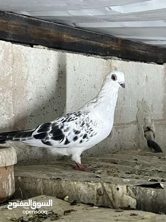 فراخ للبيع
