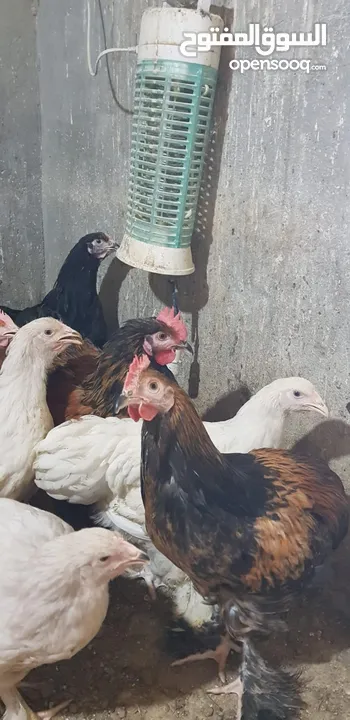 دجاج متنوع للبيع سعر مغري