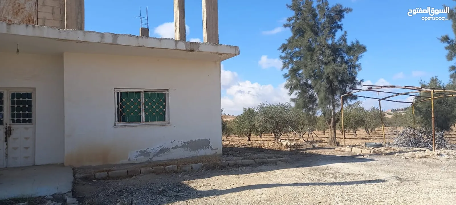 مزرعة زيتون للبيع