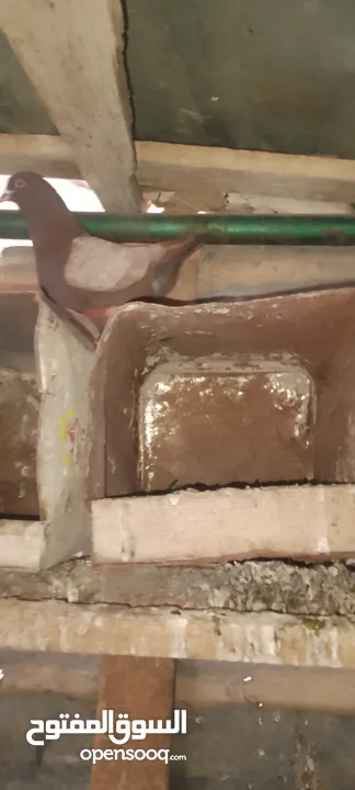 متاح كوم حمام مخلط للبيع عدد 21طير