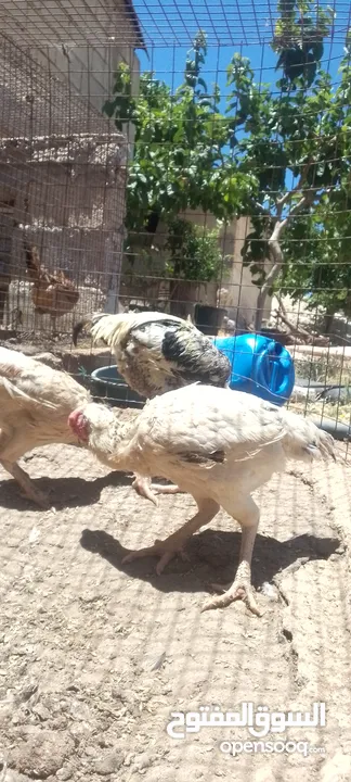 موجود دجاجتين فرنسيات وديك للبيع او للبدل على خمس دجاجات بلديات