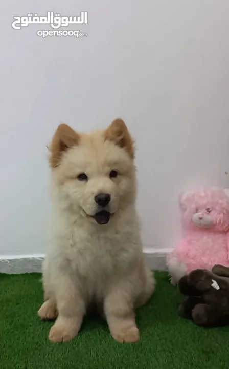 Chow chow Puppy