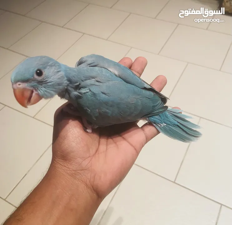 Baby Ring Neck Parrot For Sale