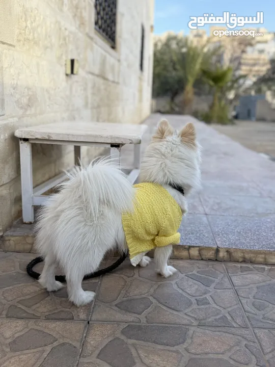 كلب لولو تبرير