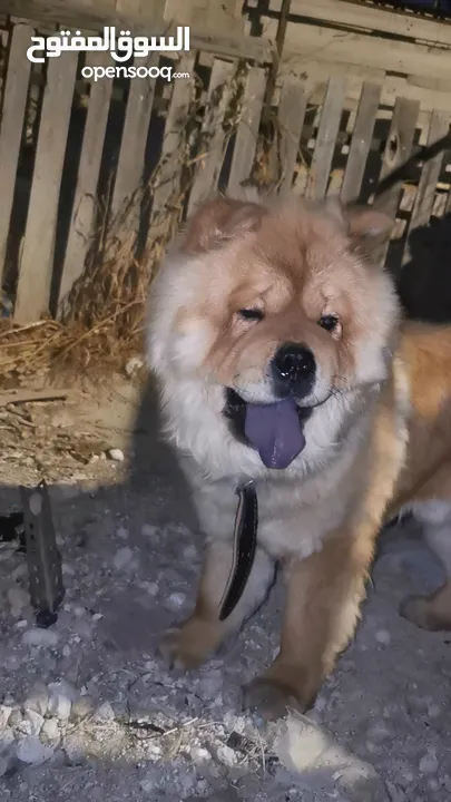 للبيع او البدل ع مالينو انثى
