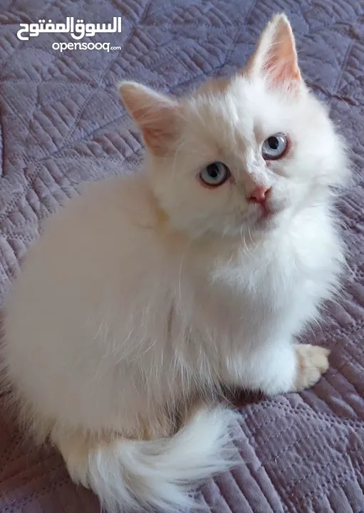 متوفر  قطط شيرازي  وراغدول  العمر شهرين  باسعار مناسبة  فقط 300  العنوان نابلس