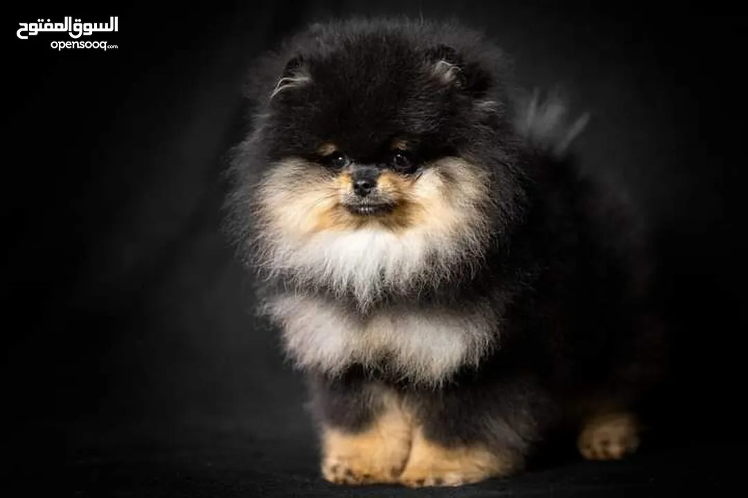 Pomeranian   Samoyed    Giant Malamute