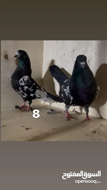 حمام نظيف شغال سعر مناسب لكل جوز_____