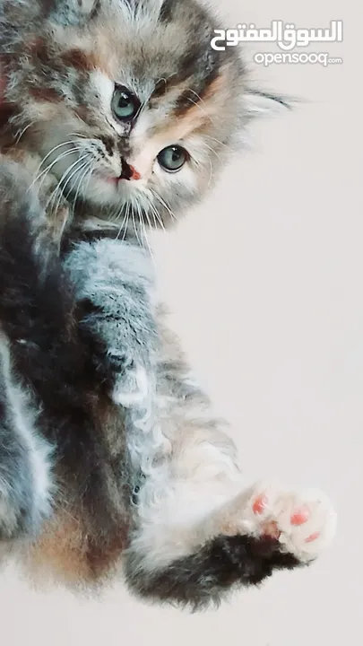 كيتنز بيرشن بيور مدربين ومطعمين حشرات 47 يوم