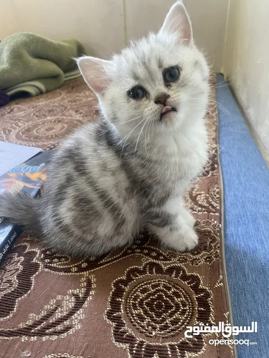 بريتش سلفر بيوووور