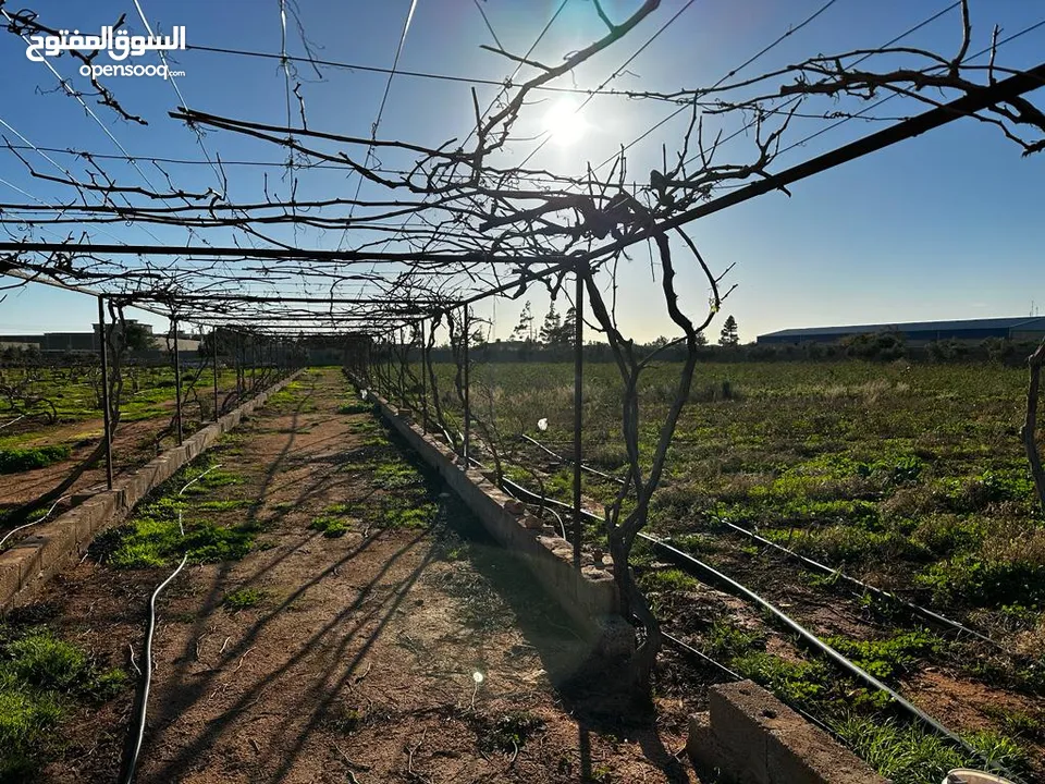 هكتارين للبيع خلف مصنع القطراني 