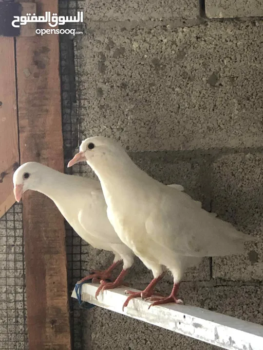 فراخ حمام كينج