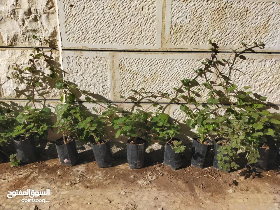 نبات البخورة أو الحبق المغربي أو اللوبانة العطري سلالة مميزة أوراق مخملية لامعة  خضراء بالكامل دائمة