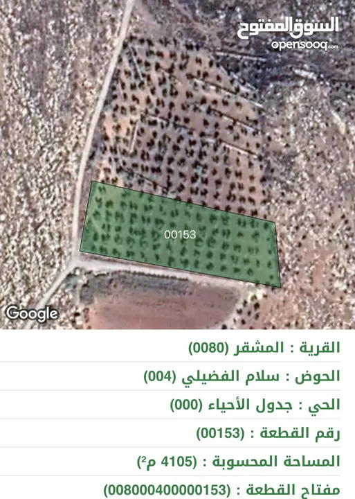 ارض المشقر 4100م2 اراضي عمان مزرعة زيتون