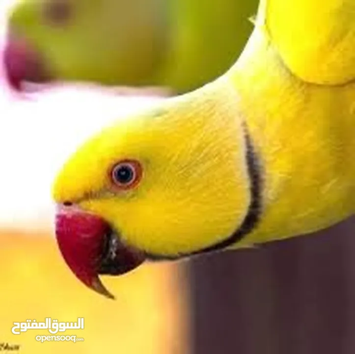 درة أصفر لاتينوا متكلم نمبر ون أعجوبة من أعاجيب الله أسطورة كلام تابع الوصف