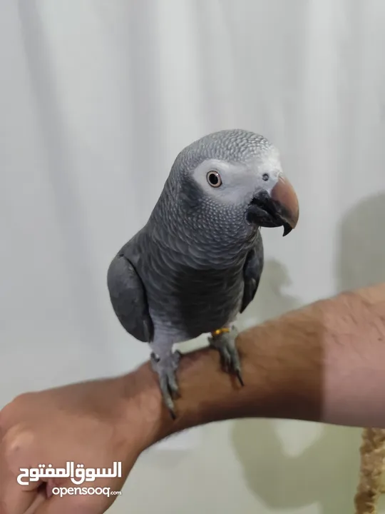 ببغاء تيمنا أفريقي