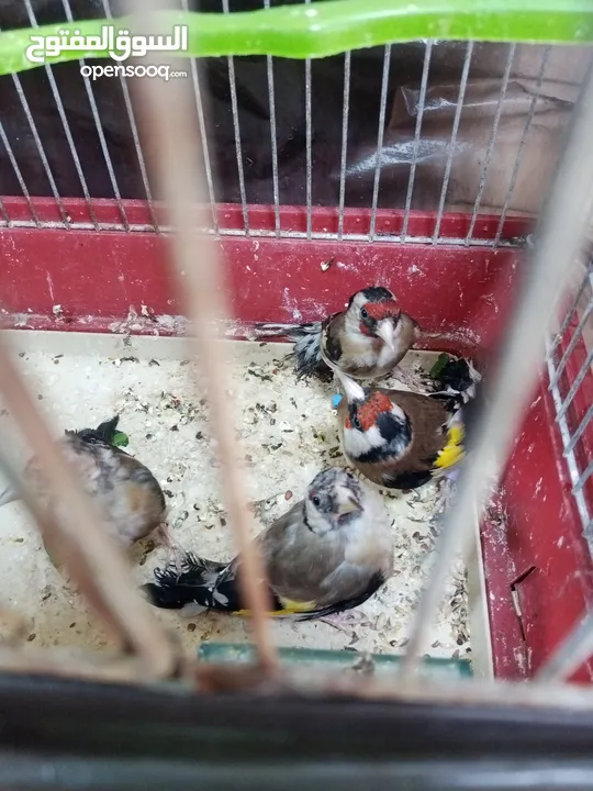 حساسين وكنارات نخب اول مقنوة صحة ونضافة