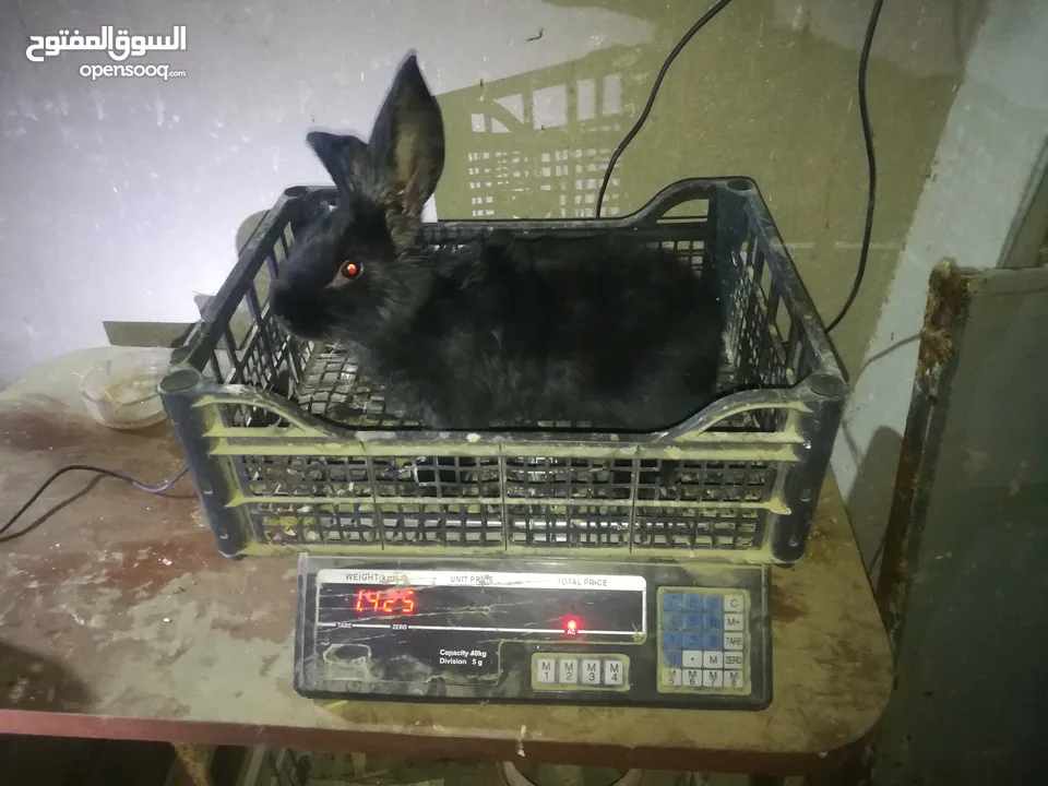 أرانب بابيون سلالة صافيه 100%ألوان ساده للبيع