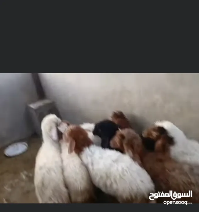 8 عبر عمر 3 الى 4 شهور  مسكرات لحم ما شاءلله  ماخذات جميع المطاعيم  بسعر حرق