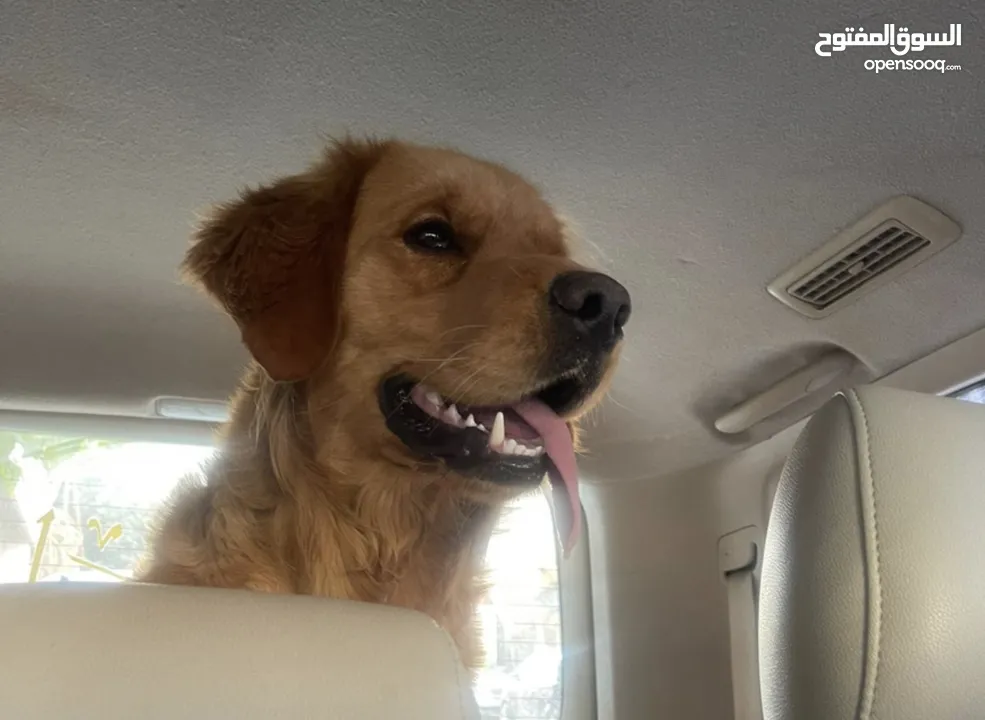 للبيع كلب جولدن ريتريفر Golden Retriever
