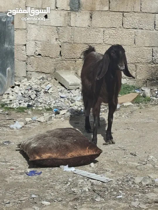 عنزين معاشير درار دافعات للميلاد قطعه سوبر عاليات وألوان حلوه من حظ المشتري الله يبارك للي بده يقنا