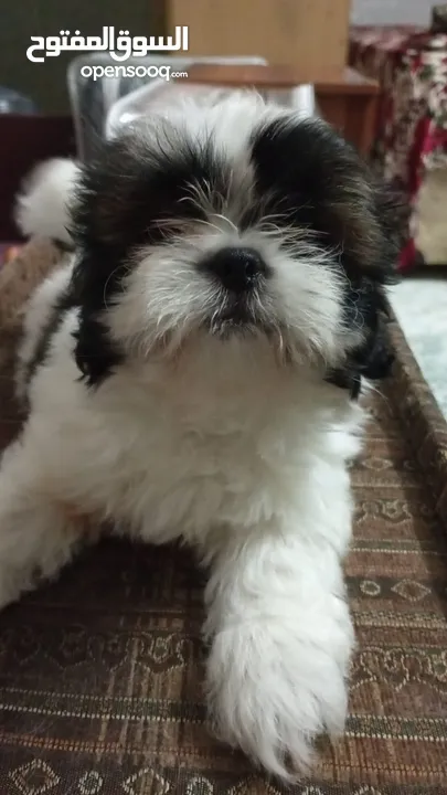 pure breed shih Tzu 1male 2female available 2moths old
