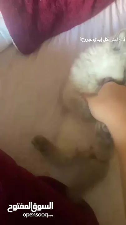 قطط هملايا وشيرازي وبريتش للبيع بسعر رمزي