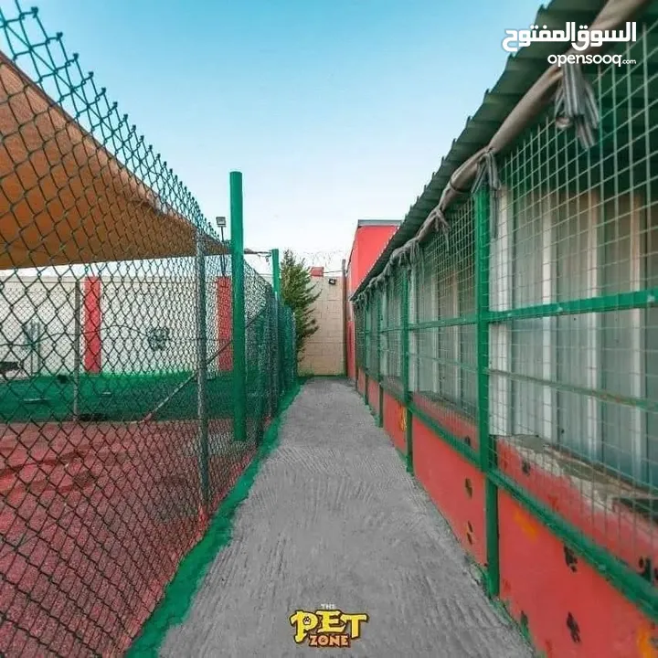 Train your dog
