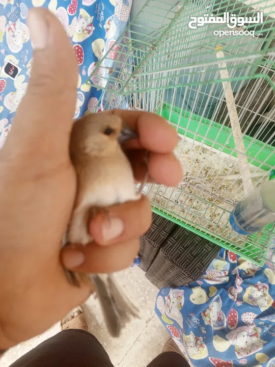 حسون صحراوي  شحرور.
