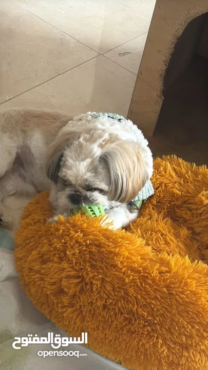 ذكر شيتزو عمر سنة تماما للبيع مع كافة اغراضه و بيته مطعم جميع التطعيمات مع دفتر