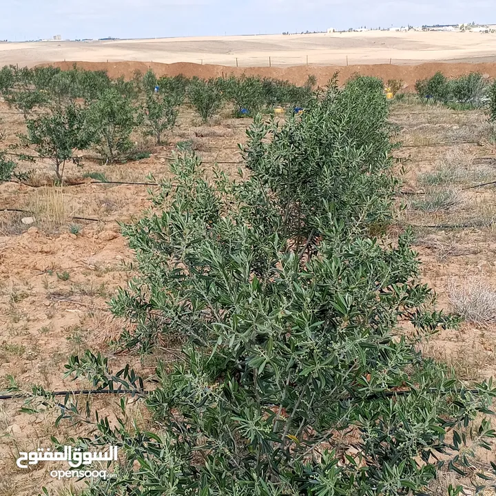 ارض للبيع   جنوب عمان /القرية جميل (حوض العرقوب)