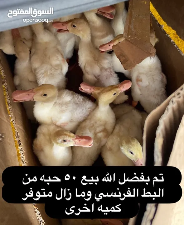 دجاج وبيض جميع الانواع