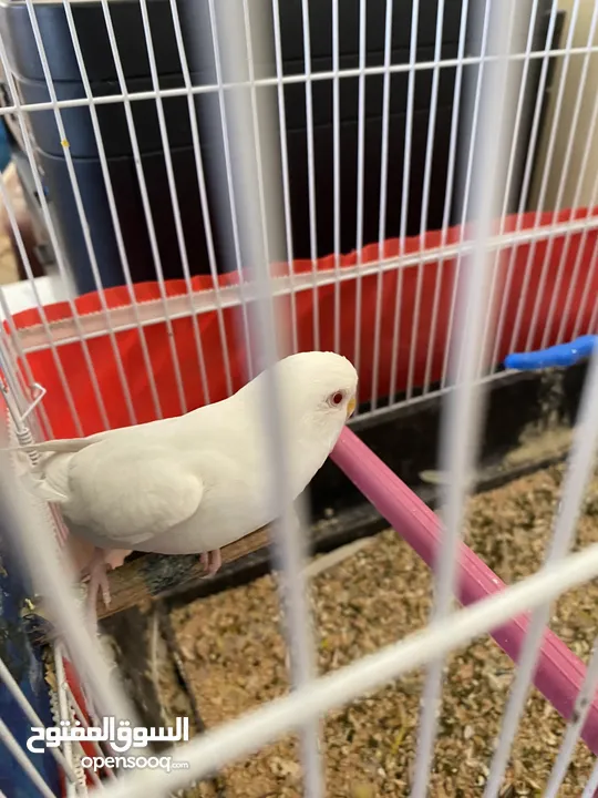 جوز طيور حب للبيع