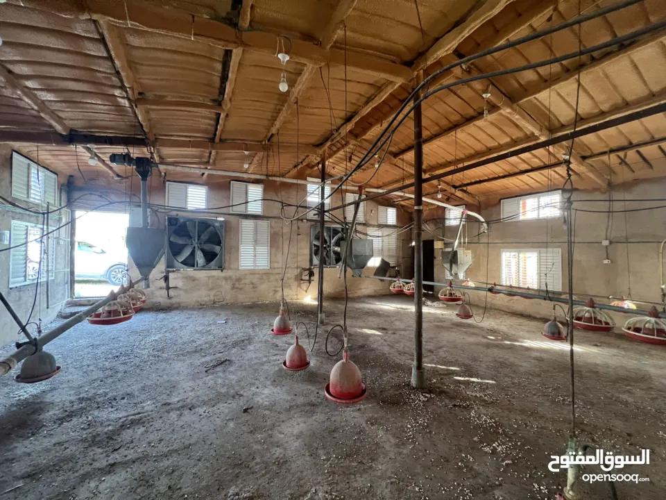 مشروع دواجن متكامل وجاهز للإنتاج – ليس مجرد أرض