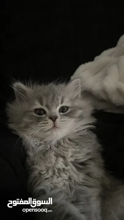قطة شيرازي نقي للتبني بعمر 5 شهور تقريبا