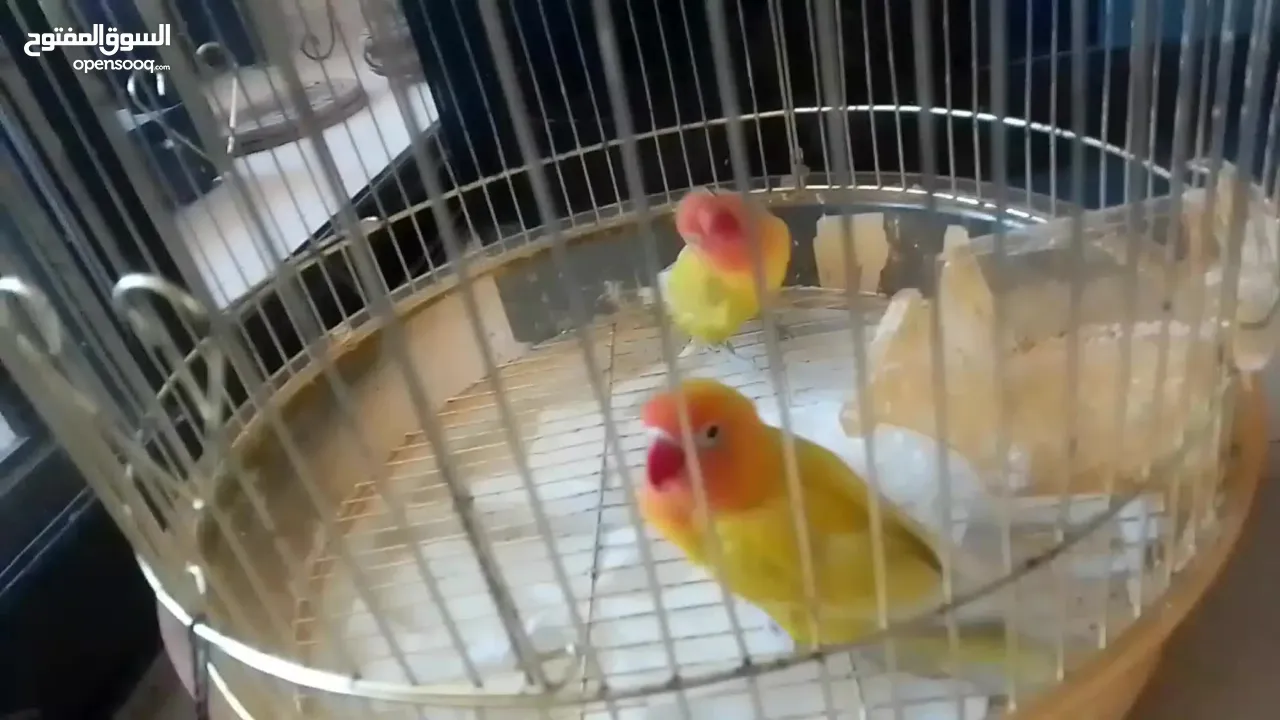 فيشر أخوة جاهزين التزاوج واحد ذكر و واحد انث بس ب 300 شيكل أليفين بس صاروا يعضو عشانهم مع بعض افصلهم