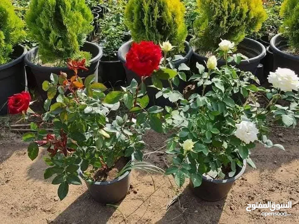 مشاتل الجود لتنسيق الحدائق العامة والخاصة