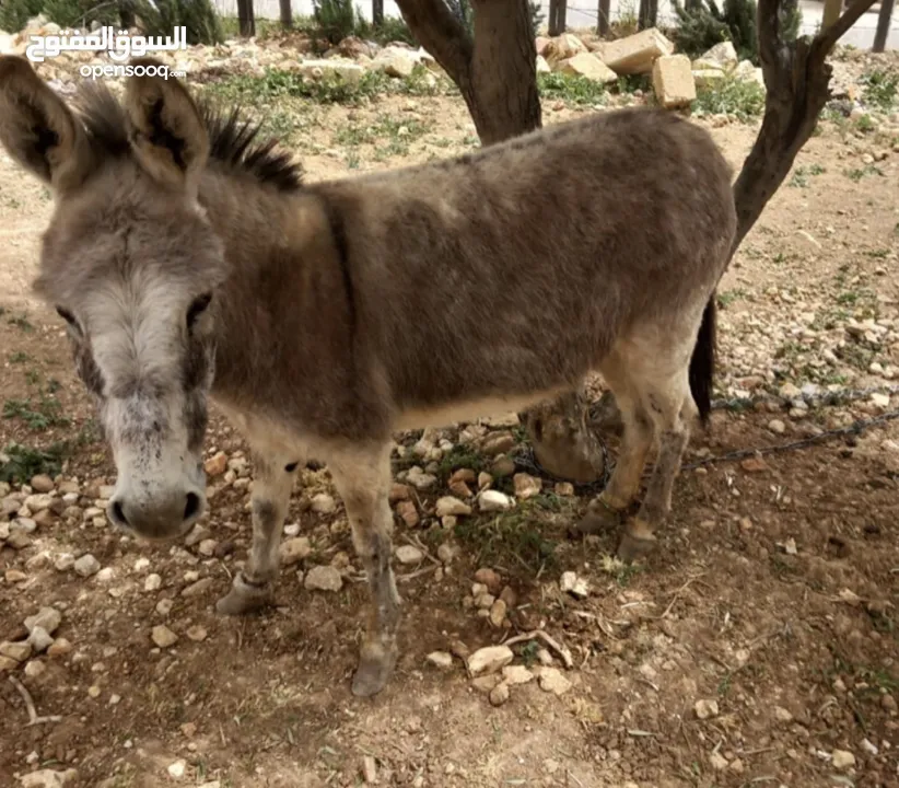 حماره للبيع