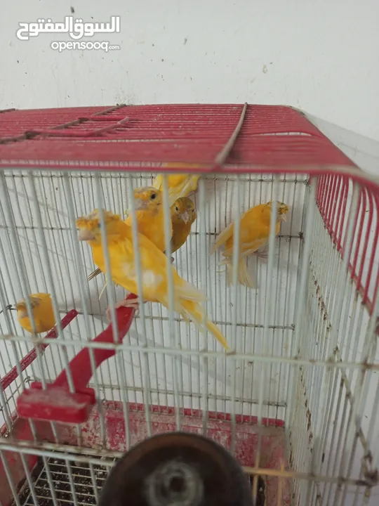 كنار مقنبر