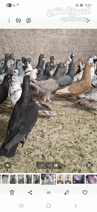 كوم حمام  140 حبه صحة ونظافة فيهم 100 طير حمام