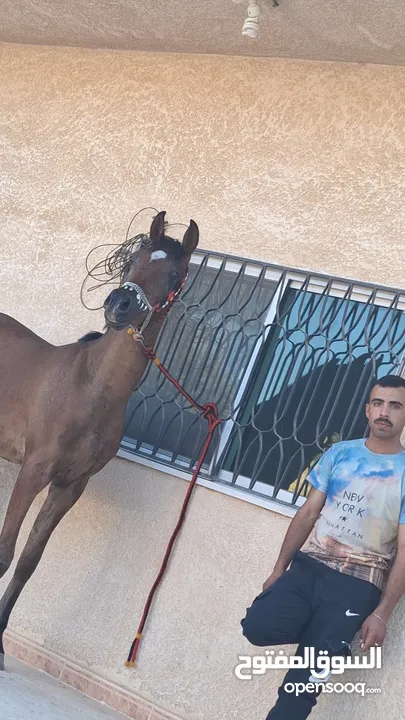 مهر عربي اصيل