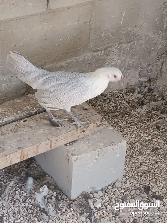 طيور مزرعه زرب الصواوين